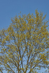 The flower buds of the holly maple are blooming (lat. Acer platanoides). Holly maple is a woody...