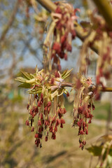 The ash-leaved maple blooms, or American maple (lat. Acer negundo), inflorescences dissolve. Spring.