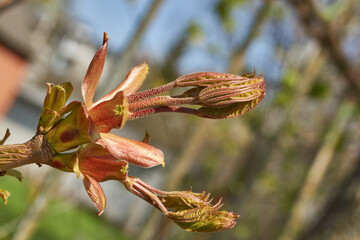 From the leaf buds of the holly maple (Lat. Acer platanoides) the leaves unfolded. Holly maple, or sycamore maple is a woody plant a species of the genus Maple (Acer) of the Sapindaceae family.