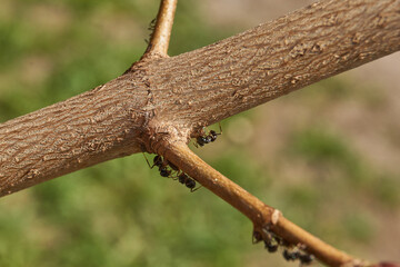 Symbiosis of ants and aphids. The ant tickles the aphid with its antennae, and it secretes a drop of sweet liquid. Ants graze and protect aphids from their enemies.