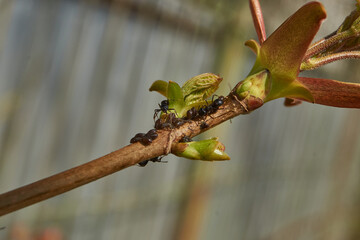 Symbiosis of ants and aphids. The ant tickles the aphid with its antennae, and it secretes a drop of sweet liquid. Ants graze and protect aphids from their enemies.