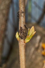 Symbiosis of ants and aphids. The ant tickles the aphid with its antennae, and it secretes a drop of sweet liquid. Ants graze and protect aphids from their enemies.