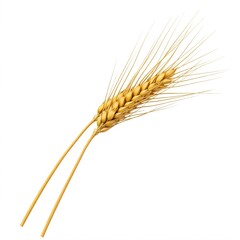 Two ears of wheat, isolated on a white background