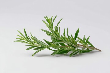 Fototapeta premium Fresh rosemary sprig on white background. Vibrant green herb.