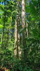 Fototapeta premium Bosque