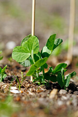 green pea sprout in a garden