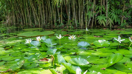 Lago com vitória régia e flor narciso 