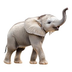 Obraz premium Baby elephant with trunk up on white background