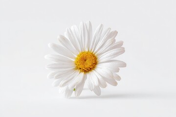 Obraz premium Delicate white daisy on a bright background.