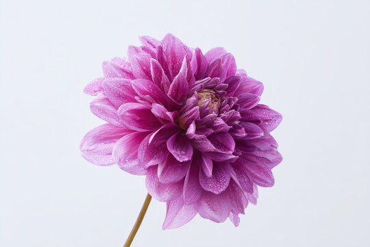 Close-up of a vibrant purple dahlia, glistening with water droplets.