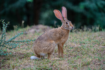 Indian Hare in Uttar Pradesh, India