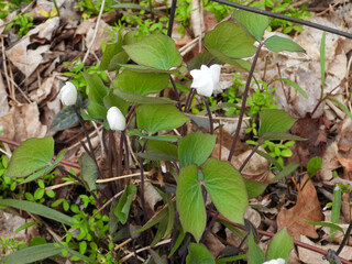 Jeffersonia diphylla - Twinleaf Native North American Woodland Plant Blooming in May
