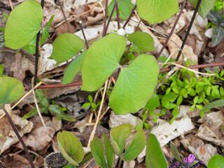 Jeffersonia diphylla - Twinleaf Native North American Woodland Plant Leaf