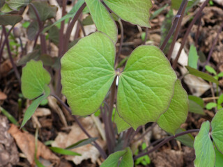 Jeffersonia diphylla - Twinleaf Native North American Woodland Plant Leaf
