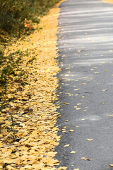 Leaf litter of quaking aspen trees foliage in the Pyramid Lake Beach Road ditch, running along...