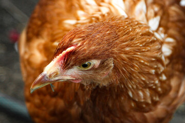 A young Loman Brown chicken is free-ranging in a closed area in search of a treat