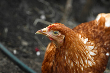 A young Loman Brown chicken is free-ranging in a closed area in search of a treat