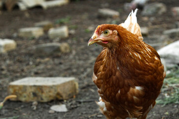 A young Loman Brown chicken is free-ranging in a closed area in search of a treat