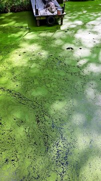 footage of alligators in a lush green swamp at the Audubon Zoo in New Orleans Louisiana USA