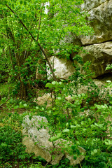 Obraz premium waterfall in the forest