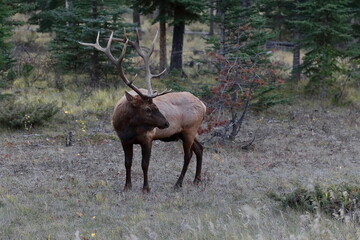 Male -bull- elk or wapiti -Cervus canadensis- standing on the grass close to the highway, on the outskirts of Jasper town. Alberta-Canada-214