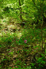 path in the forest