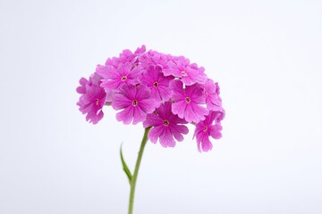 Fototapeta premium Delicate pink blossoms against a soft white backdrop. A cluster of flowers in full bloom, creating a serene image.