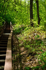 Obraz premium walk in the woods