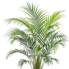Lush Green Palm Plant Vibrant Foliage and Tropical Vibes