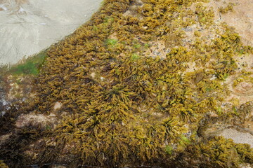 algae, treasures of the sea, low tide, beach gems, nature,  ibiza, spring, April 2025, sony a6000