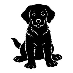 black labrador retriever