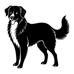 black and white border collie