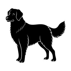 black labrador retriever dog