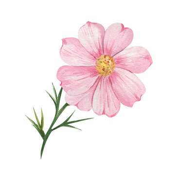 pink watercolor flower on white background clip art preview