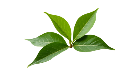 Ayahuasca plant vine isolated on transparent background