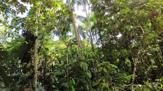 Macacos pulando de galho em galho