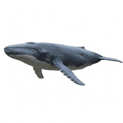 Fototapeta premium Majestic blue whale swimming, showcasing its sleek, streamlined appearance,