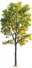 Obraz premium Mature deciduous tree with vibrant foliage