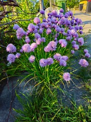 Fototapeta premium Fresh chives in the garden. Purple chive flower growing in a garden.