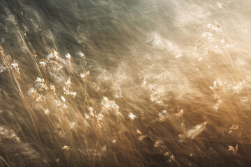 Obraz premium Whispering Fields: An evocative and painterly long exposure shot of golden-toned fields. The dreamy, blurred movement of the grass creates a sense of motion and airiness.