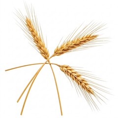 Three ears of wheat, isolated on a white