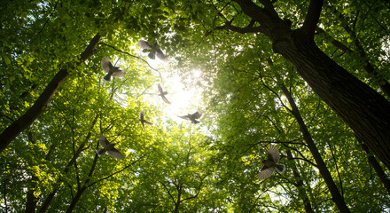 Fototapeta premium Flock of Birds Flying Through Green Forest Canopy with Sun Rays Nature's Majesty Inspiring Outdoors Adventure Scenic View Lush Environment Tranquil Atmosphere Majestic Sunlight