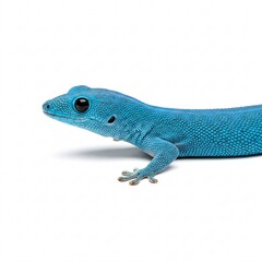 Obraz premium Electric blue gecko isolated on white background.