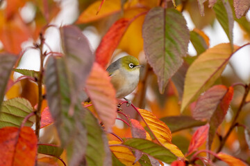 A waxeye also known as a silvereye bird in a tree with orange Autumnal colours