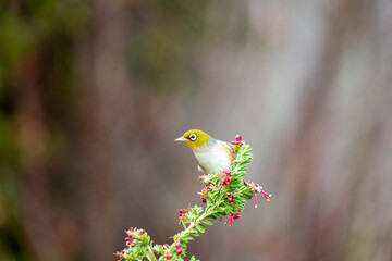 A waxeye also known as a silvereye bird on a branch with pink flowers with space for text