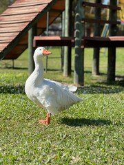 Obraz premium geese in the field, hermoso pato blanco Uruguayo en entorno natural, con laguna natural hogar relajante con ganzos, patos y cisnes blancos, vacaciones y relax en una cálida mañana de otoño 