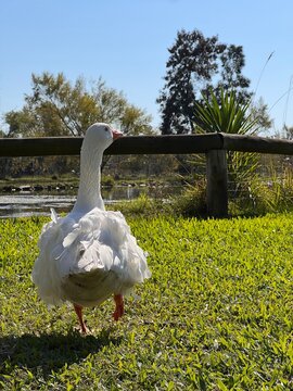 geese in the field, hermoso pato blanco Uruguayo en entorno natural, con laguna natural hogar  relajante con ganzos, patos y cisnes blancos, vacaciones y relax en una c&aacute;lida ma&ntilde;ana de oto&ntilde;o 