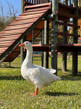 geese in the field, hermoso pato blanco Uruguayo en entorno natural, con laguna natural hogar  relajante con ganzos, patos y cisnes blancos, vacaciones y relax en una c&aacute;lida ma&ntilde;ana de oto&ntilde;o 