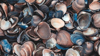 A pile of shells with some of them broken. shells are of different sizes and colors. Concept of abundance and variety
