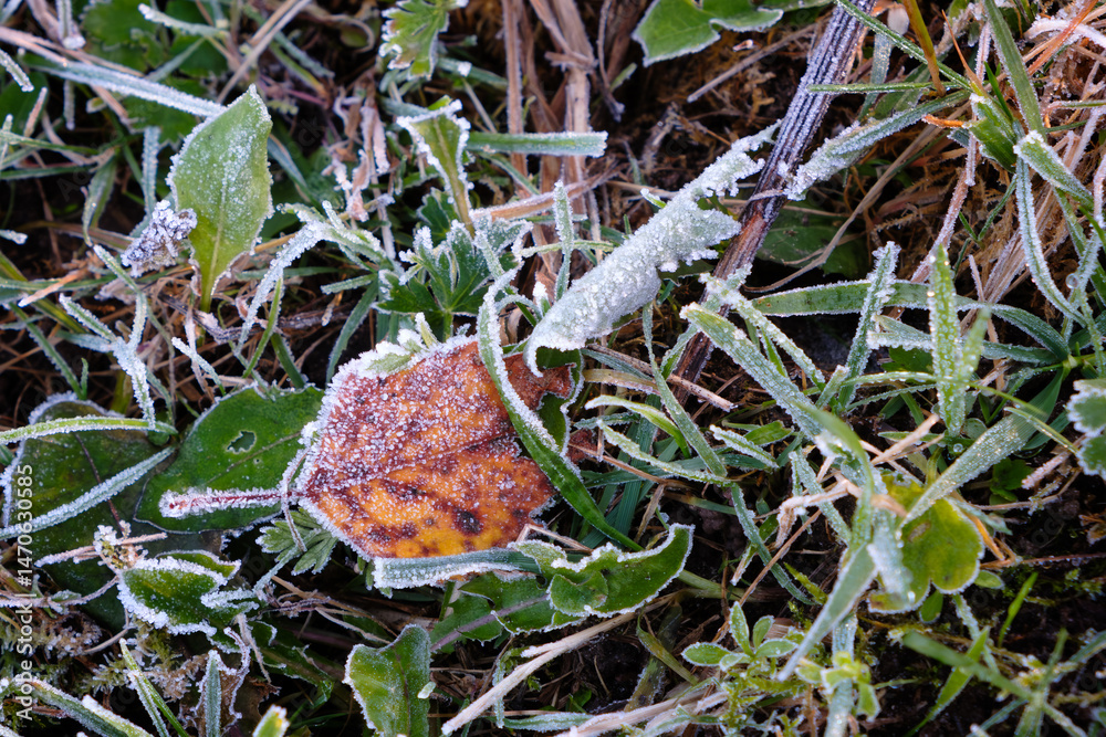 Poster a leaf is covered in frost and snow. the leaf is brown and has a few spots. the snow and frost give 